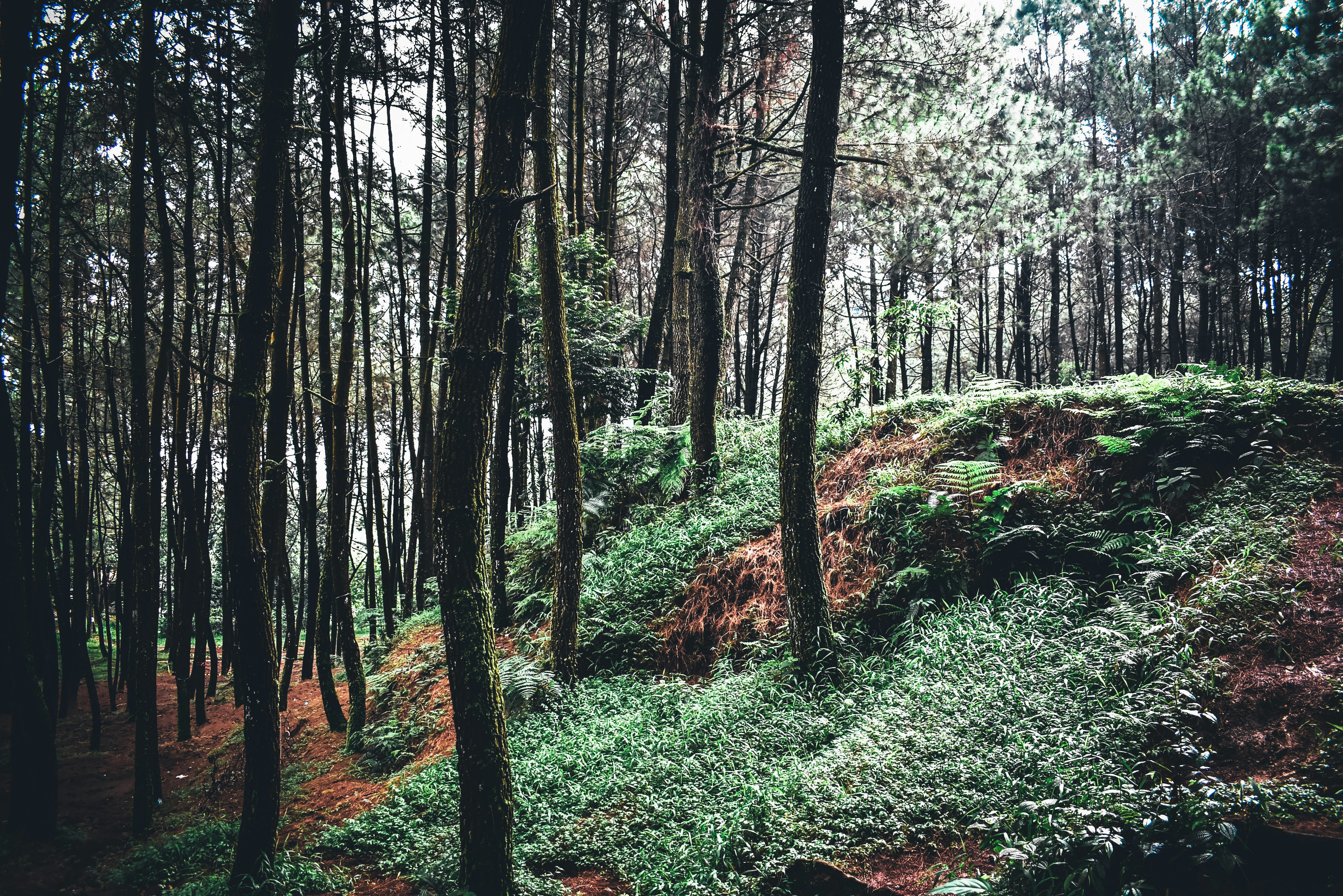 green trees on forest during daytime