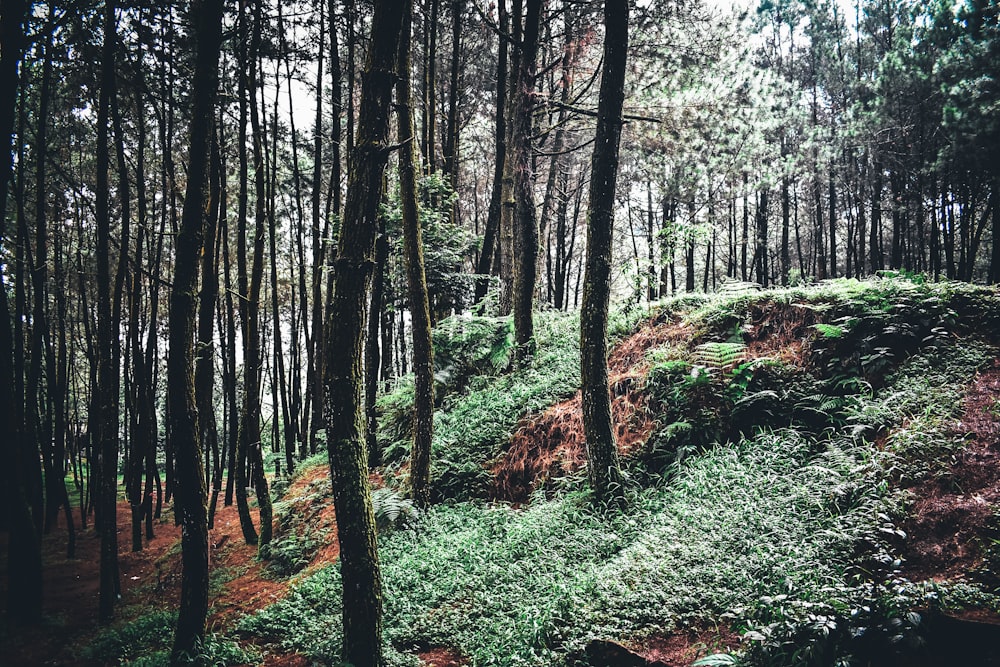 green trees on forest during daytime