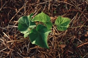 A small plant growing from soil shaped like a heart, symbolizing faith.
