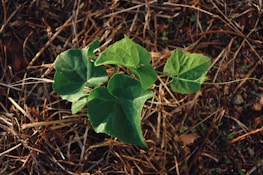 A small plant growing from soil shaped like a heart, symbolizing faith.