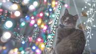 A close-up of a cat with a colorful bow tie, looking curious and adorable.