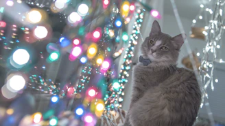 A happy cat playing with a handmade turquoise and yellow bow tie in a sunlit room.