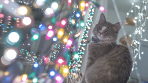 A happy cat playing with a handmade turquoise and yellow bow tie in a sunlit room.