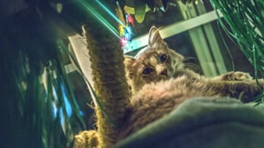 A contented cat lounging on a scratching post, surrounded by our vetted pet accessories