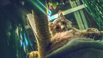 A contented cat lounging on a scratching post, surrounded by our vetted pet accessories
