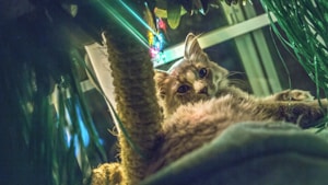 Sisal Scratching Post