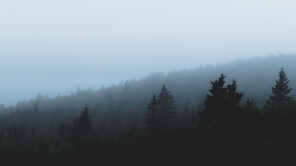 trees during foggy daytime