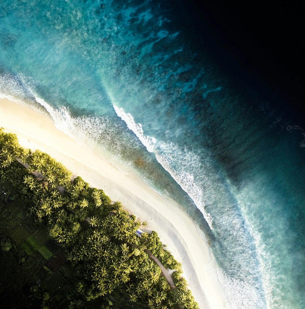 Fotografía de vista aérea de mar y bosque