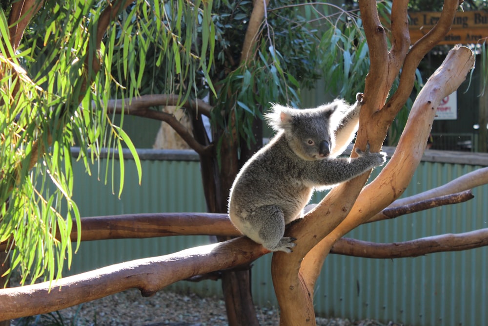 Koala auf braunem Baum
