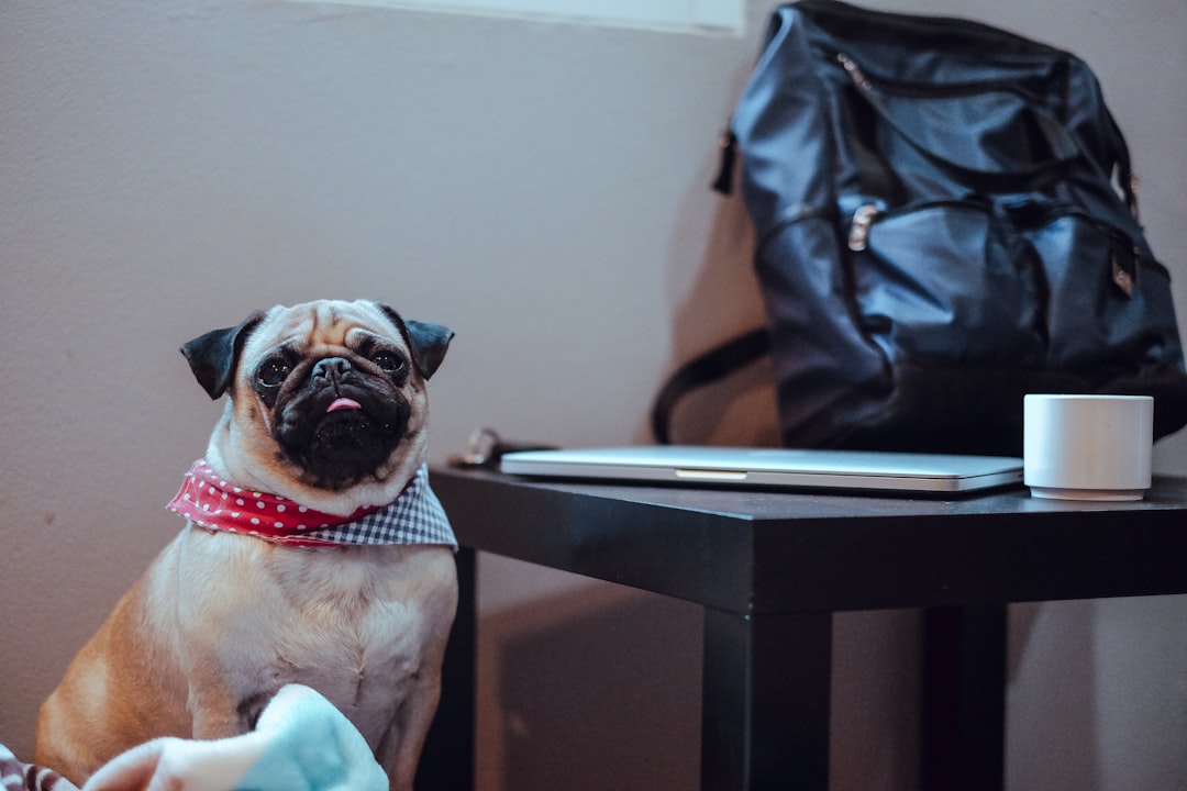 sitting adult fawn pug beside table