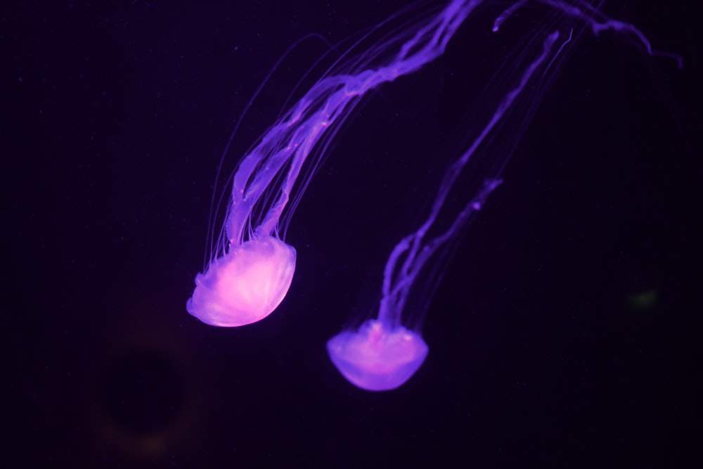 two white jellyfish