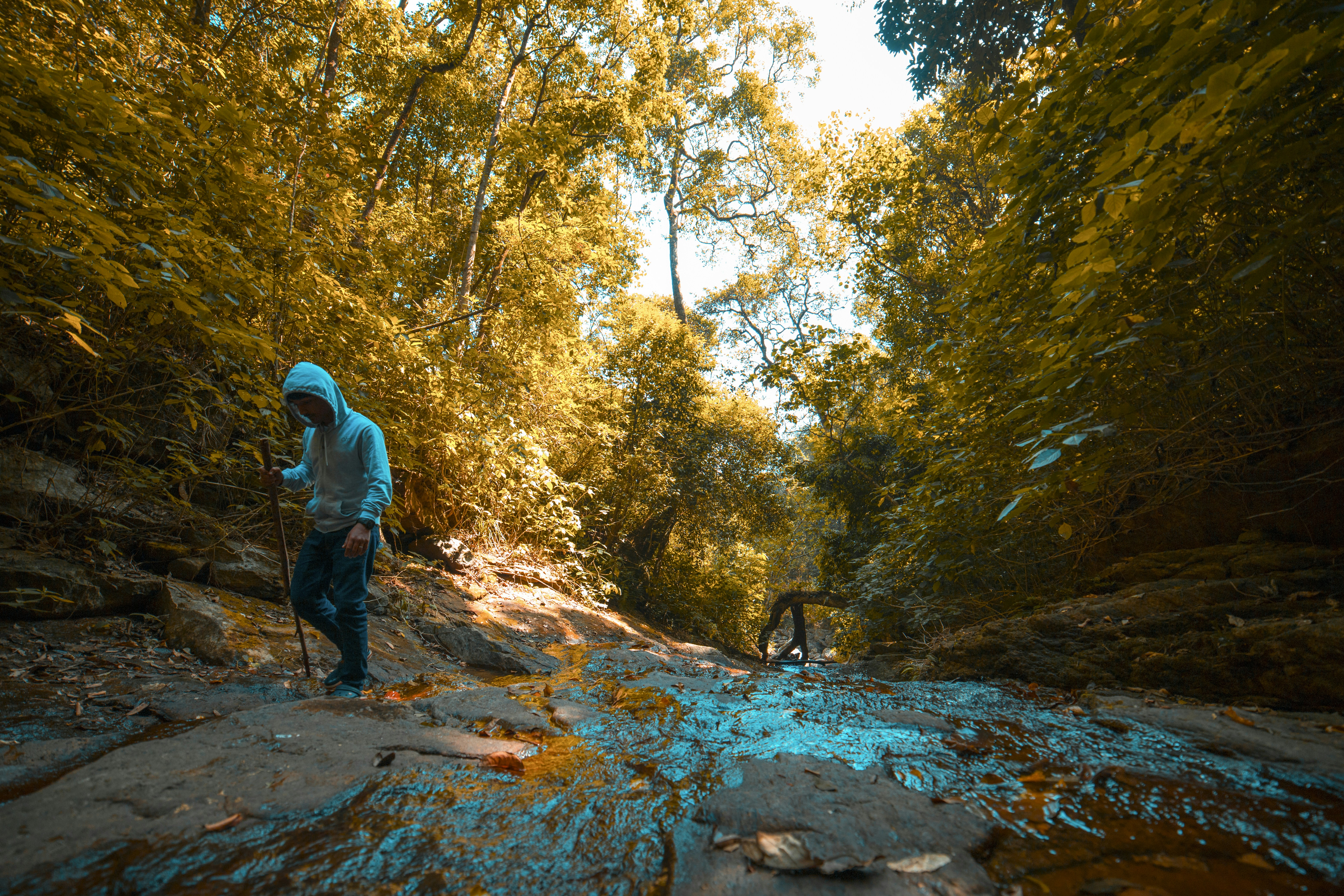 Forest treks of Wayanad
