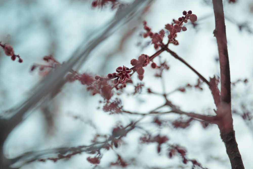 cherry blossom tree