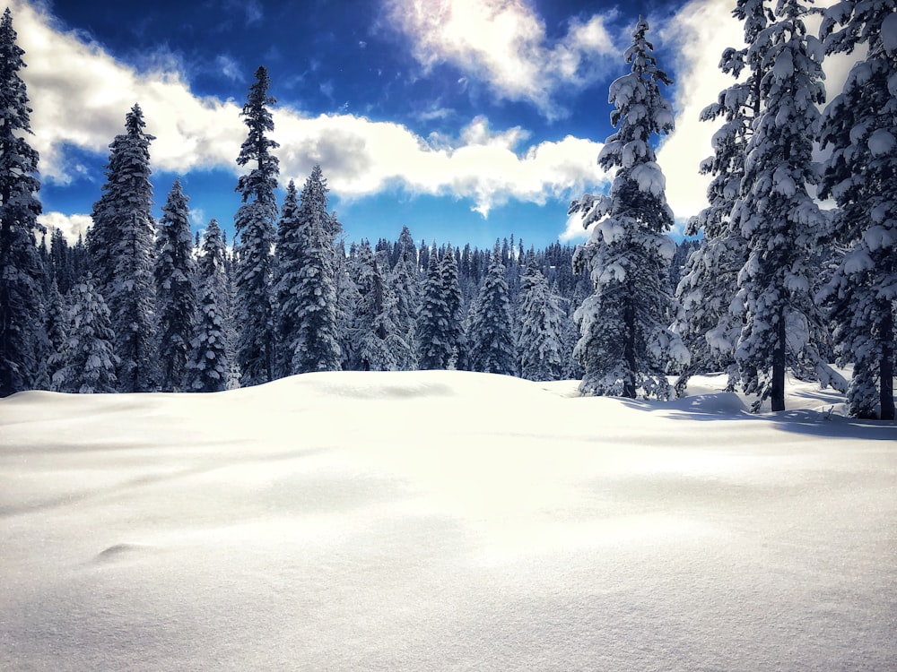 Schneebedeckte Kiefern tagsüber