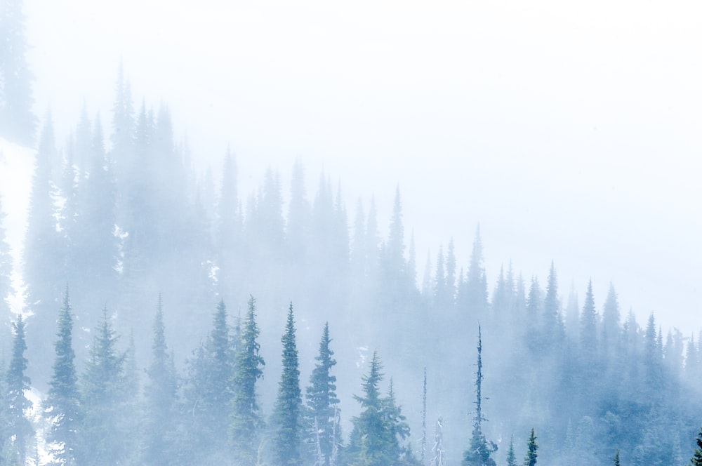 trees during foggy daytime