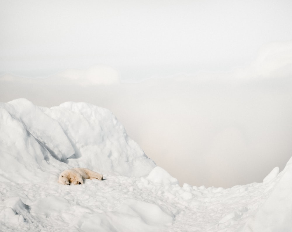 ours polaire couché sur la neige