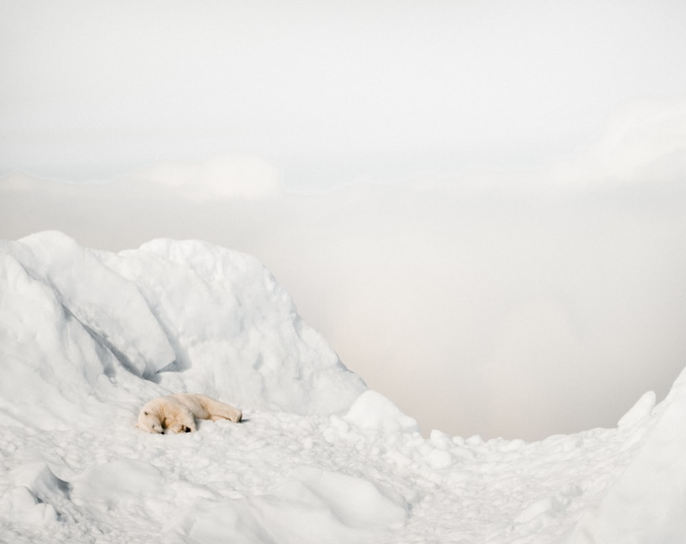 polar bear lying on snow