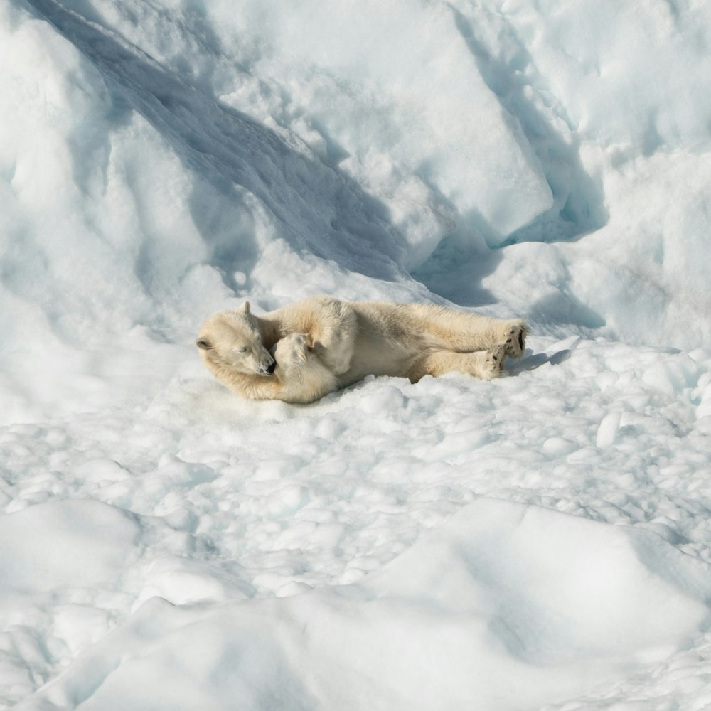 polar bear lying on ice