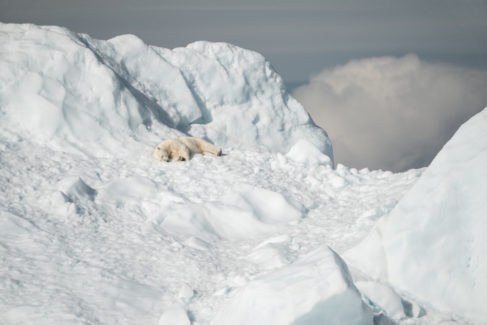 polar bear lying on snow covered field