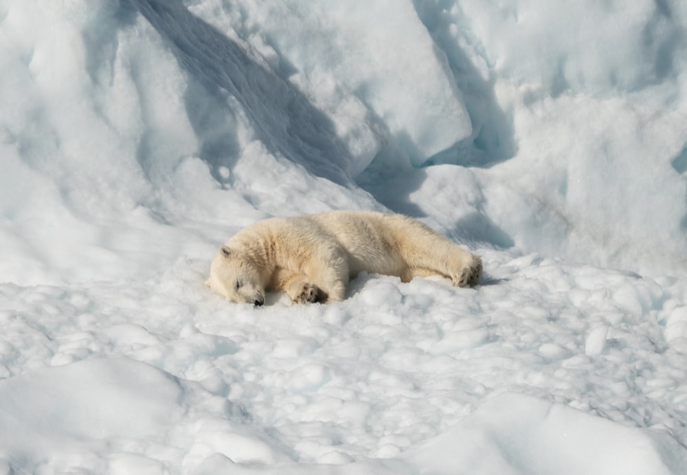 polar bear lying on snow covered ground