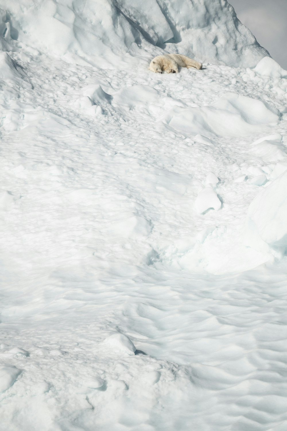 polar bear lying on snow