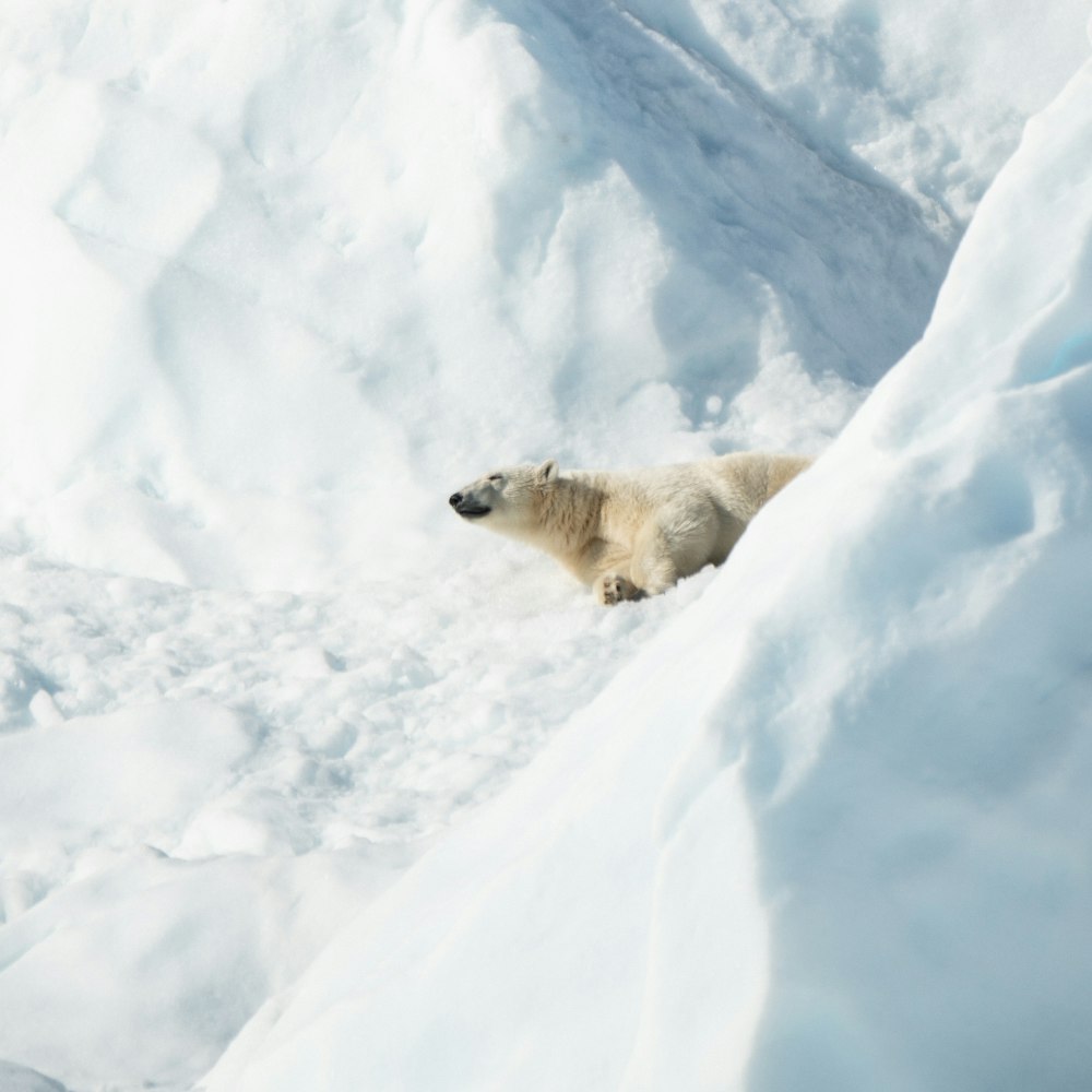 polar bear lying on snow