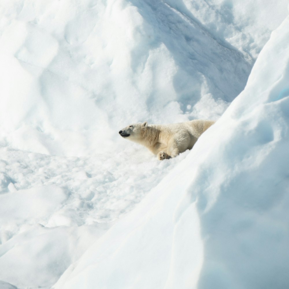 oso polar tumbado en la nieve