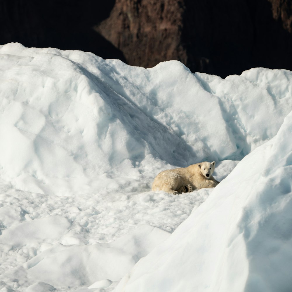 polar bear lying on ice during daytime