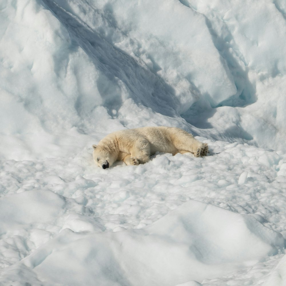 polar bear lying on snow