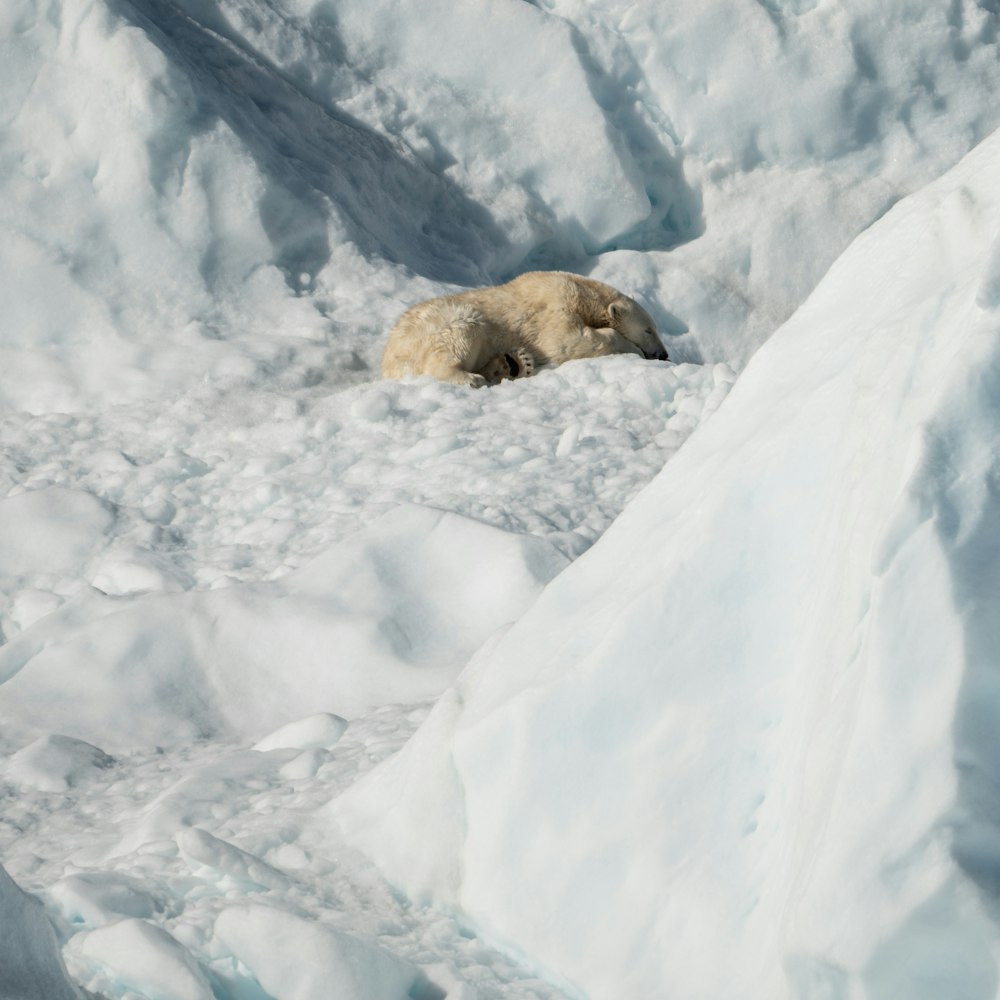 polar bear lying on snow