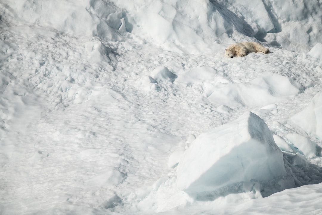 polar bear laying on snow field