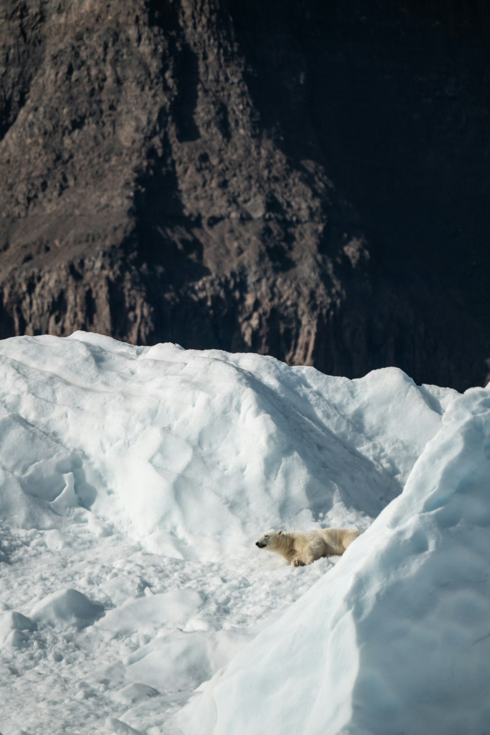 polar bear lying on snow