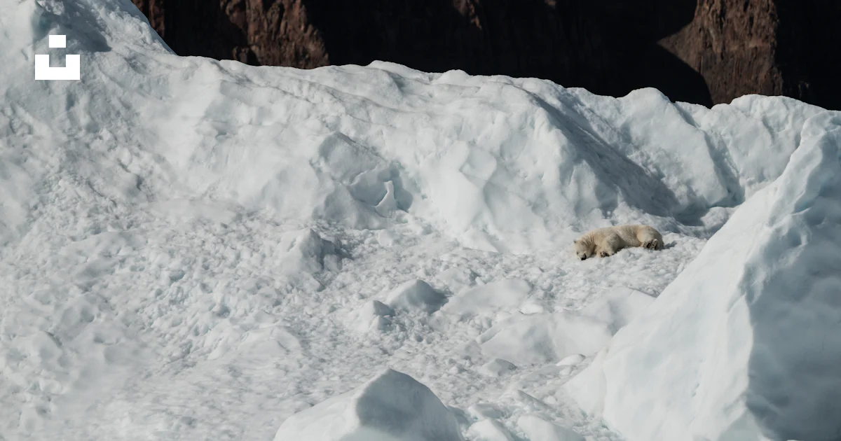 Brown Rocks Snow White snow beside brown rocks photo – Free Dog Image on Unsplash