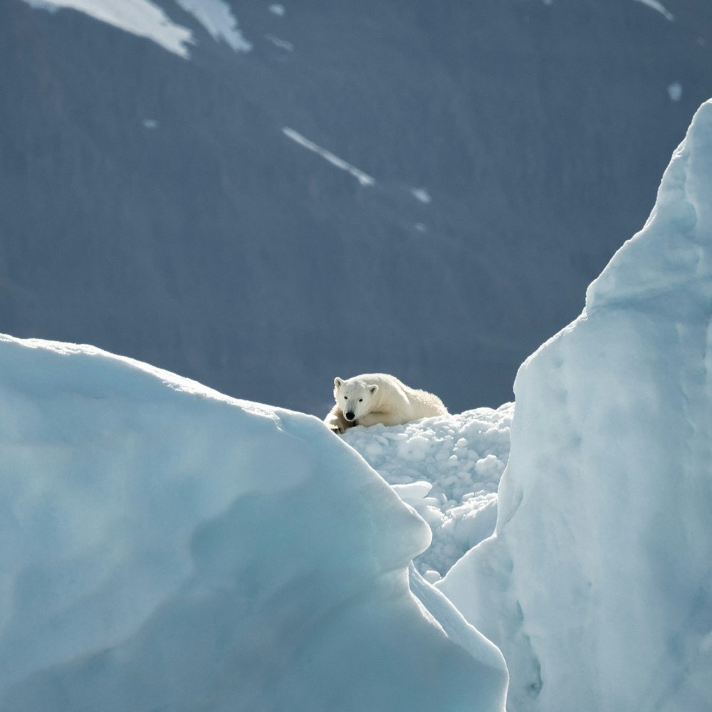 polar bear on white snow