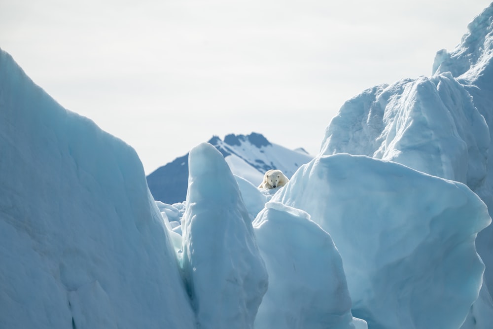 selective focus photography of polar bear on ice during daytime