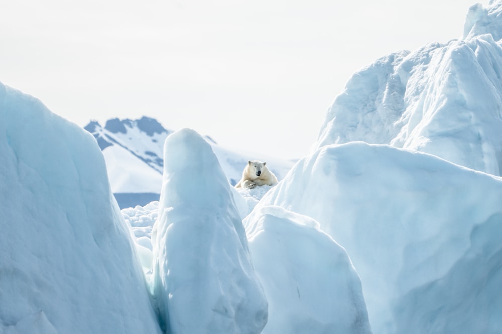 polar bear lying on snow