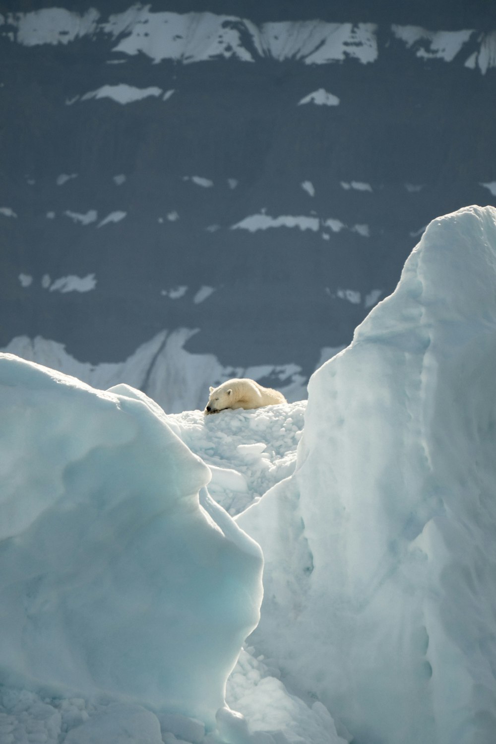 낮 동안 얼음 위의 북극곰의 선택적 초점 사진