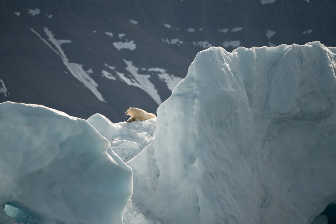 bear on iceberg during daytime
