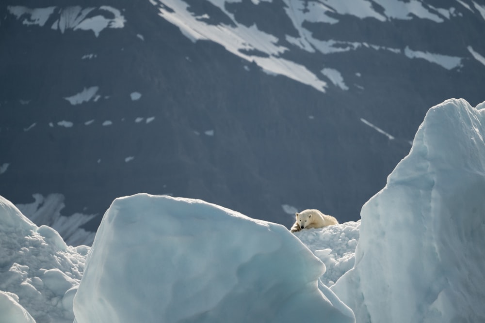 polar bear lying on snow