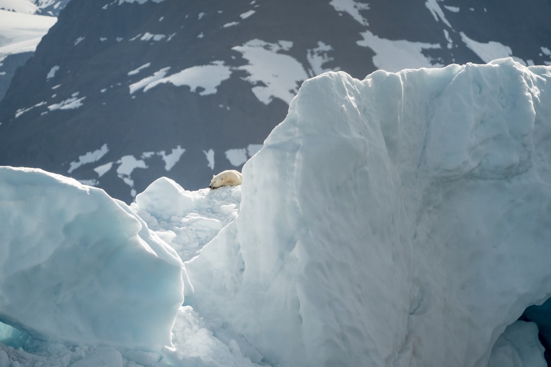 polar bear on top of glacier