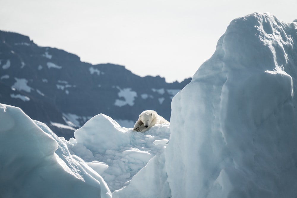 polar bear on snow