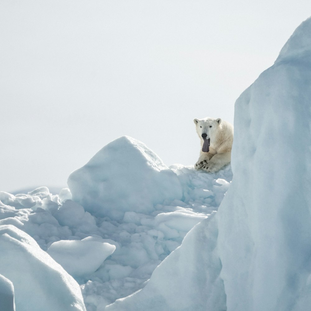 white polar bear on top of glacier