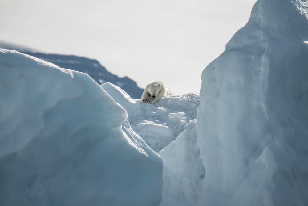 polar bear on snow field during daytime