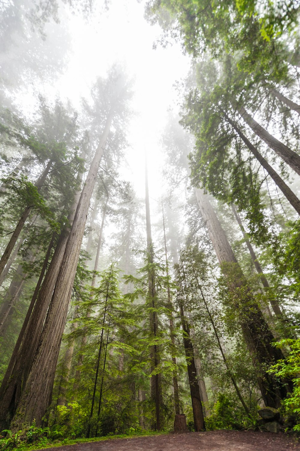 arbres à feuilles vertes pendant la journée