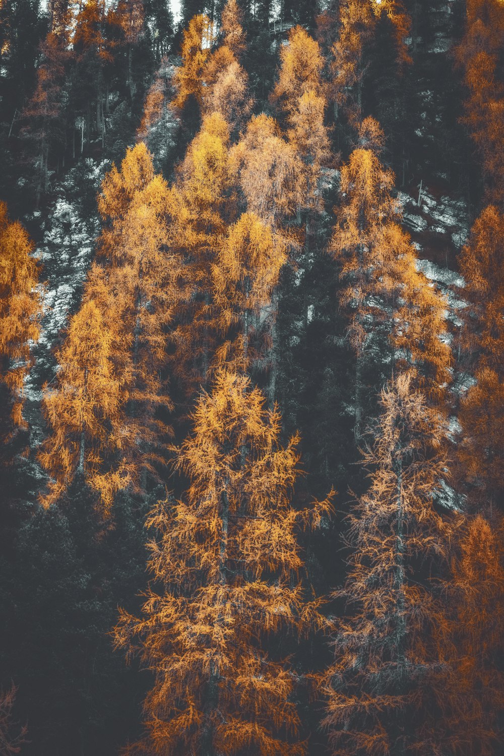 brown trees during daytime