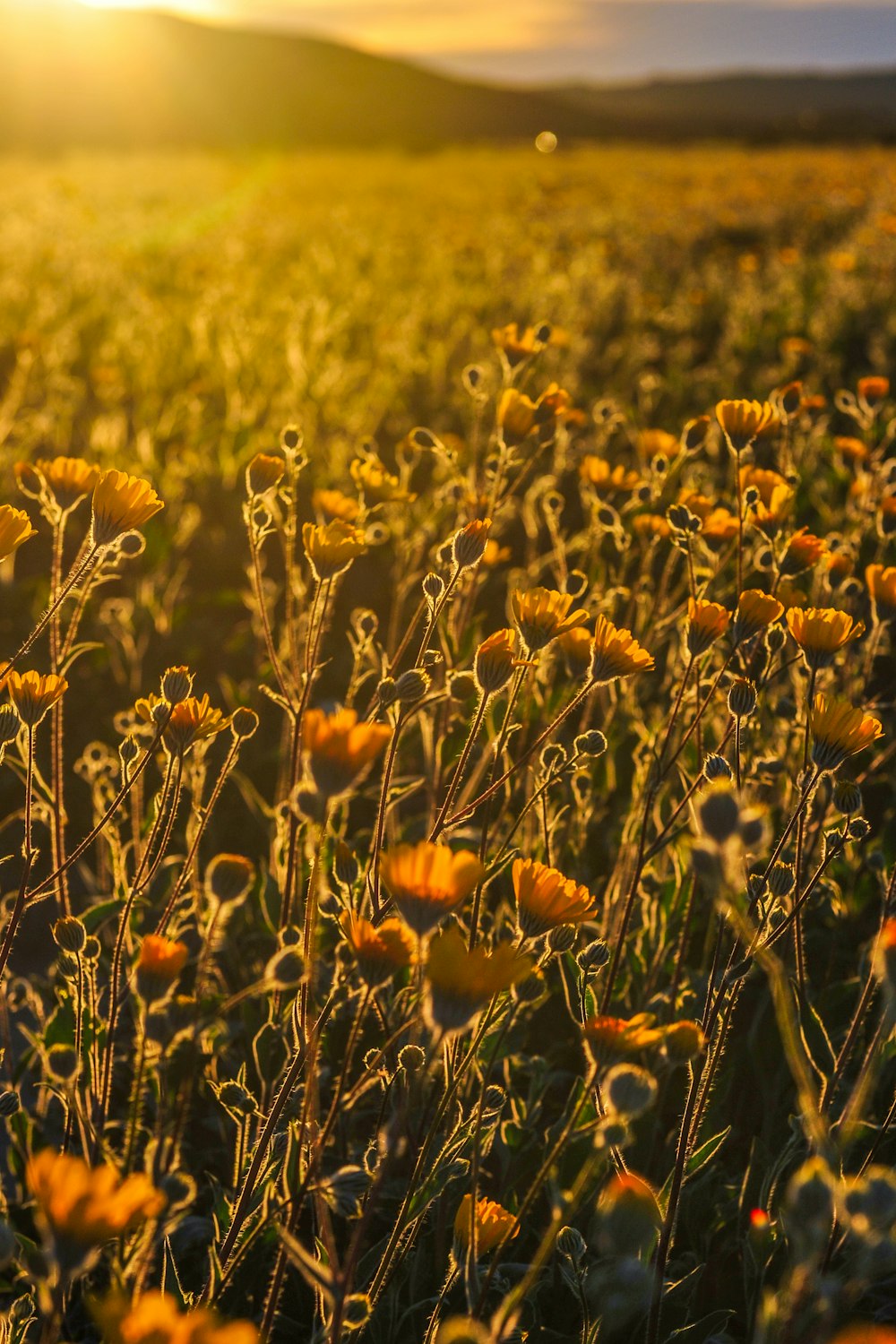 fleurs à pétales jaunes