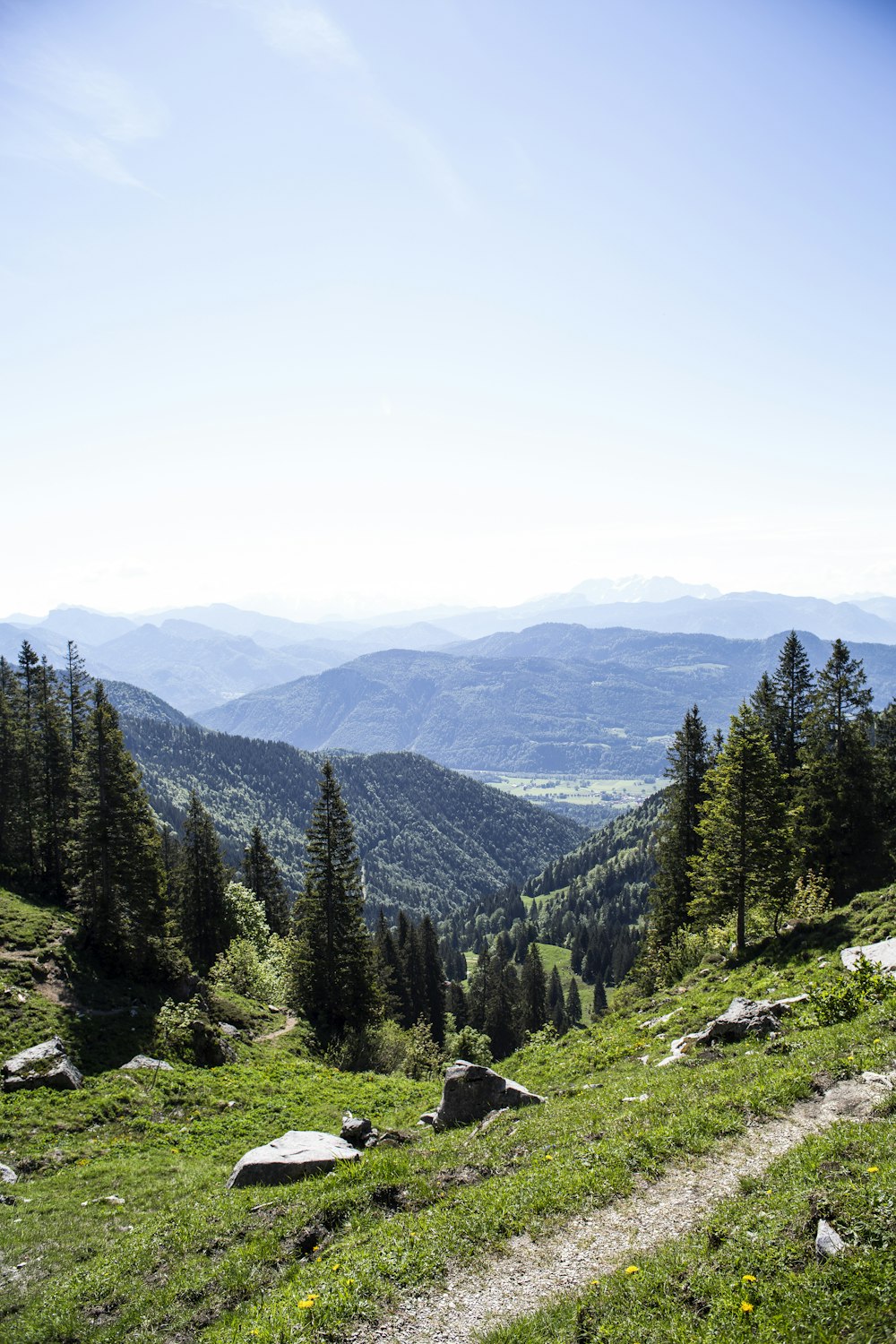 Graue Felsen auf steilem Hügel mit Bäumen während des Tages