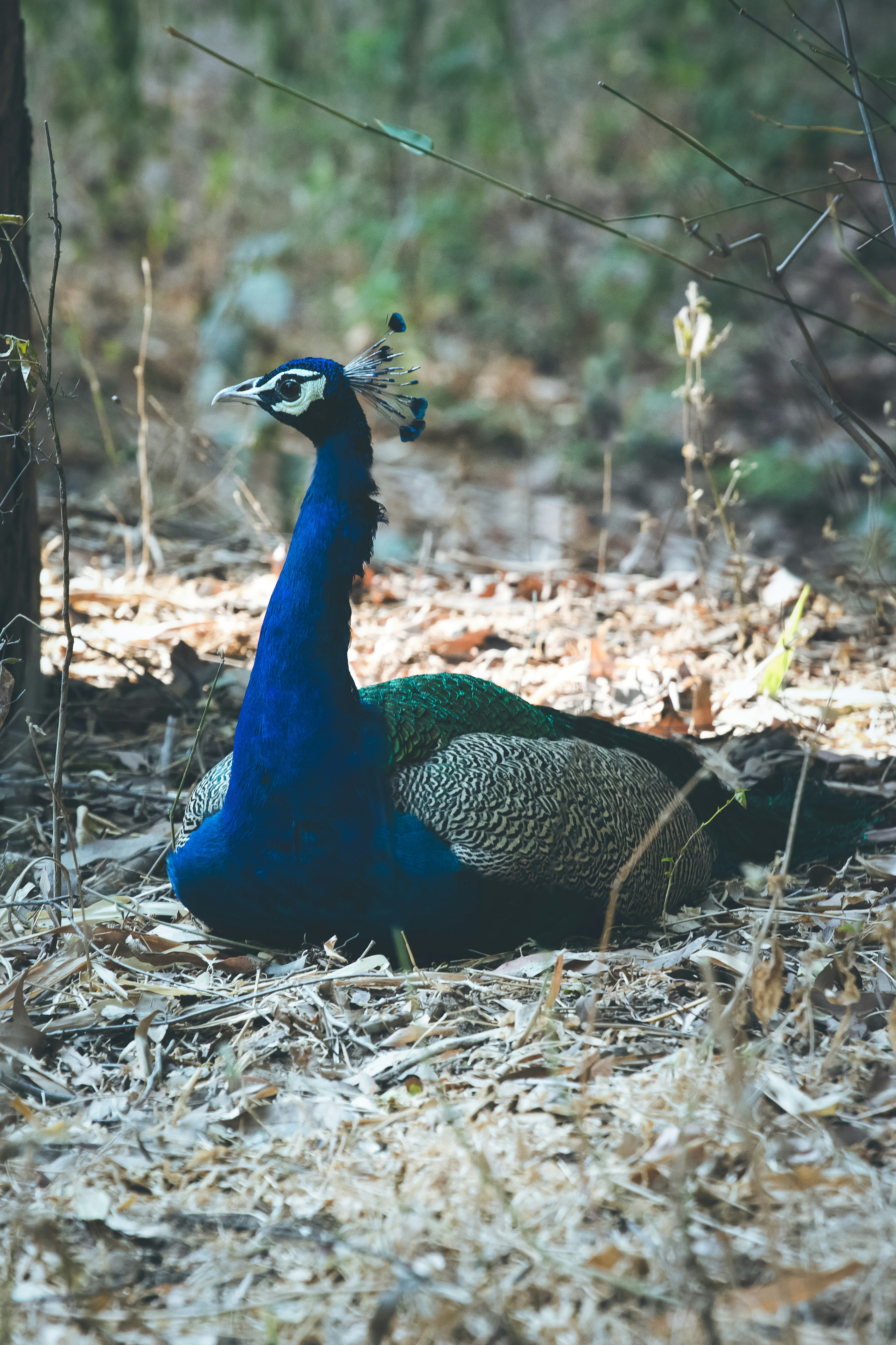 selective focus photography of peacock sitting on withered leaves during daytime