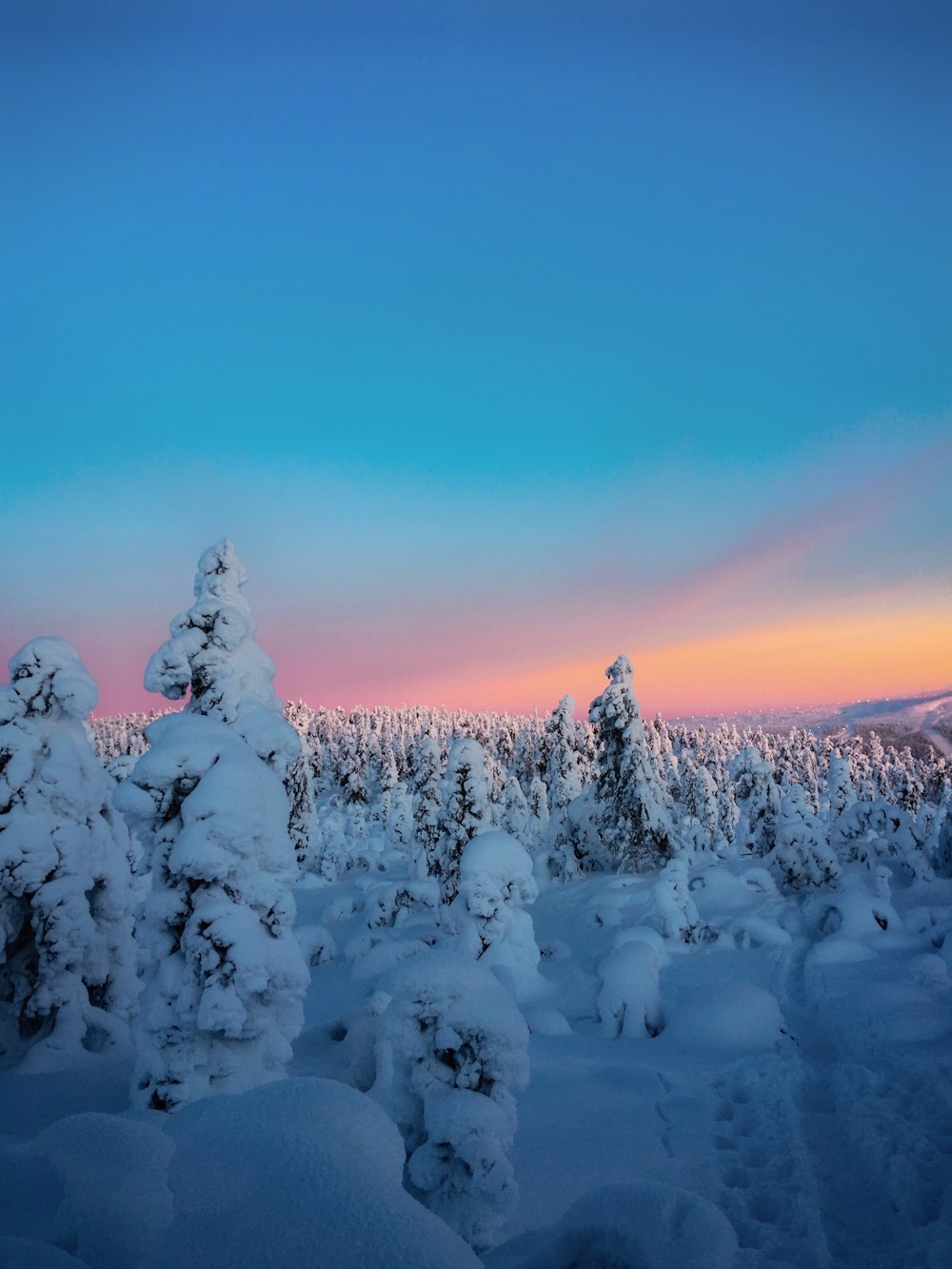 tree coated with snow