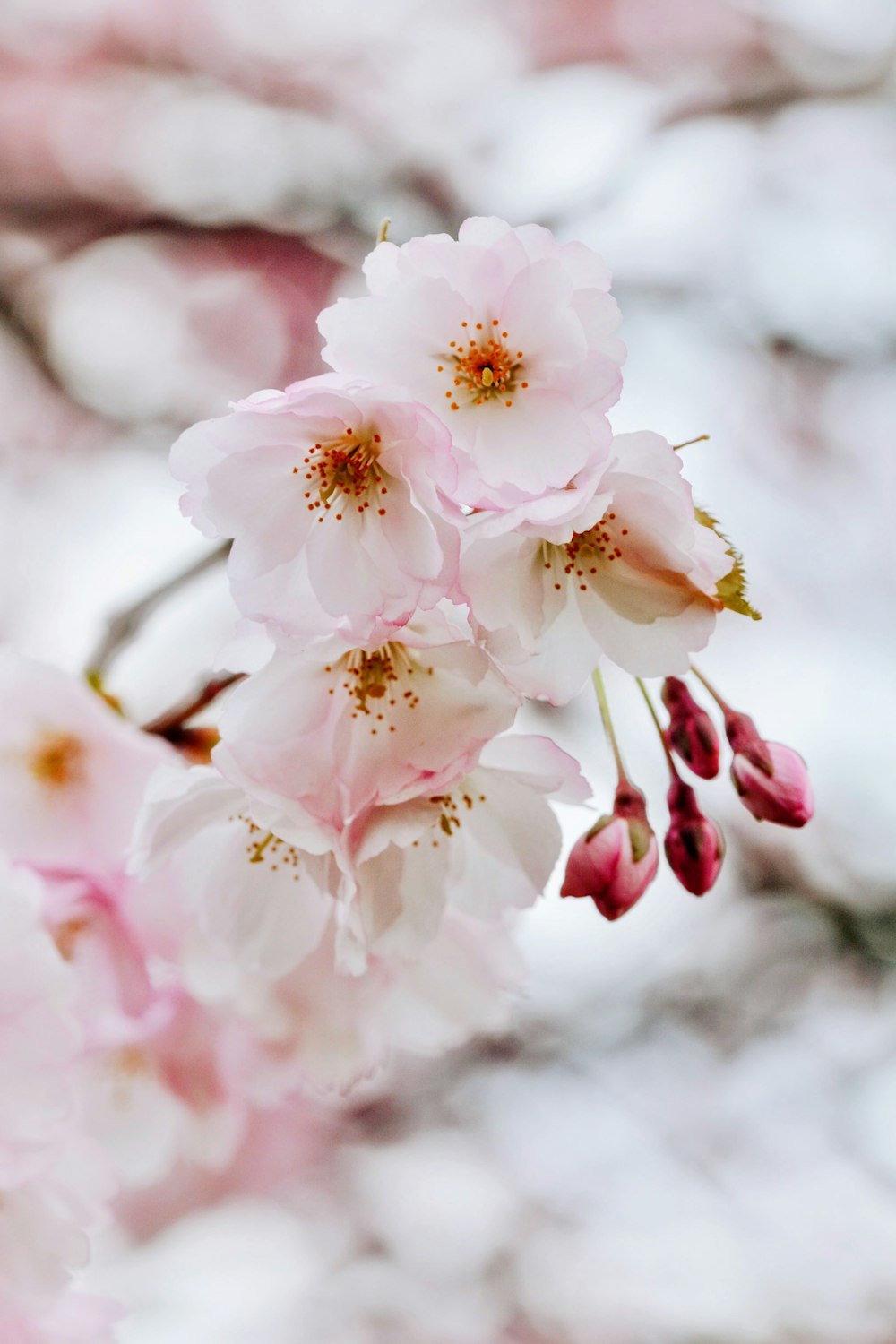 白い花びらのフロウのボケ味写真